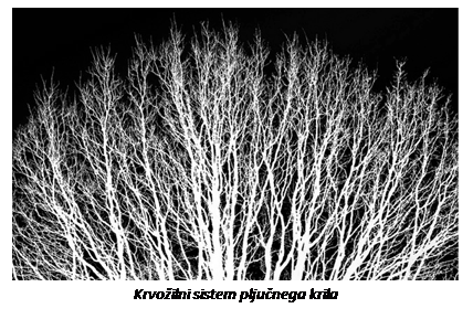 Polje z besedilom: Krvožilni sistem pljučnega krila